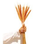 XTORE Dried 8 Pcs Wheat Grass for Home Decoration (Pack of 8, Yellow & Orange) - Fast Shipping to USA & Canada