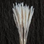 Xtore 8 Pcs Off-White Mini Pampas Grass for Home & Office Decor (Pack of 8, Off-White) - Fast Shipping to USA & Canada
