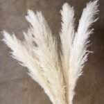 XTORE Dried 4 Pcs Pampas Grass for Home Decoration (Pack of 4 Sticks, Off-White) - Fast Shipping to USA & Canada