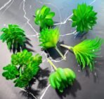 VRB Dec TM 6 Pcs Artificial Succulent Heads Small Mini Artificial Plants,Exquisite Faux Plant,Unpotted Faux Succulent for Craft, Small Plastic Succulent,Perfect for Gifting,Office Decor (6), Green - Fast Shipping to USA & Canada